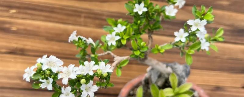 六月雪白叶子的原因