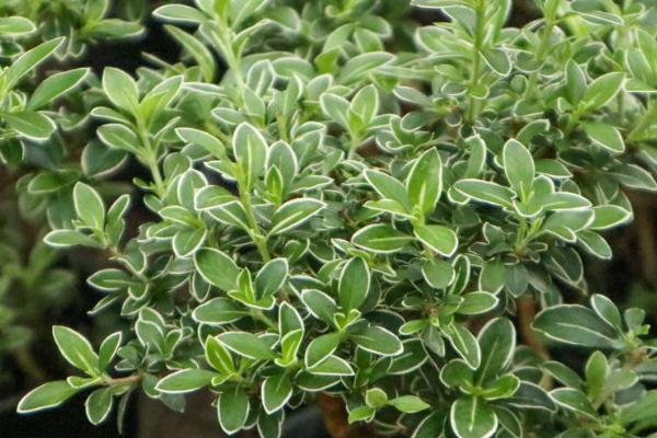 六月雪白叶子的原因，白粉病、浇水不当或光照不当均会导致