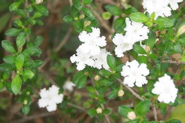 六月雪白叶子的原因，白粉病、浇水不当或光照不当均会导致