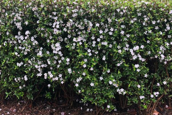 六月雪白叶子的原因，白粉病、浇水不当或光照不当均会导致