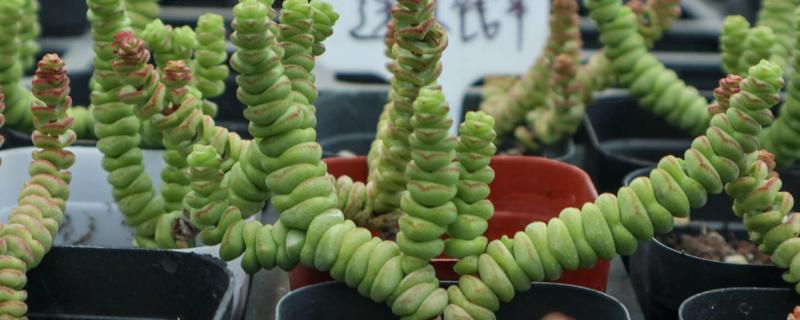 钱串子的养殖要点