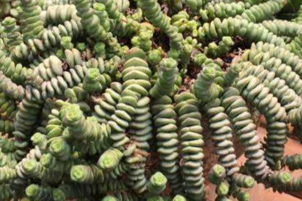 钱串子的养殖要点，生长离不开充足的水分以及养分