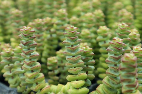 钱串子的养殖要点，生长离不开充足的水分以及养分