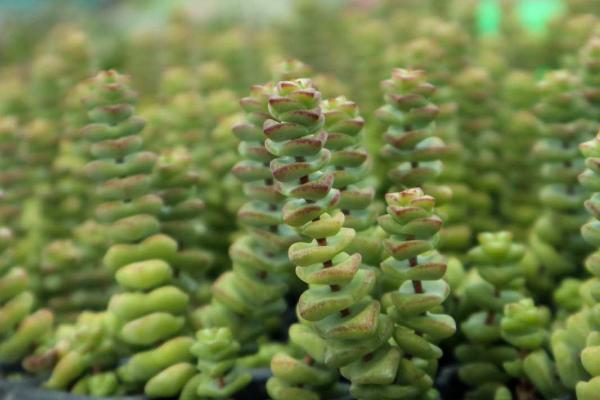 钱串子的养殖要点，生长离不开充足的水分以及养分