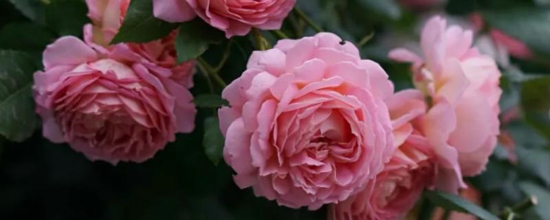 欧月的养殖要点