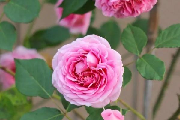 欧月的养殖要点，可使用园土、腐殖土和沙壤土混合后栽培