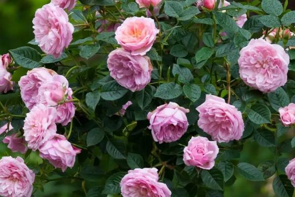 欧月的养殖要点，可使用园土、腐殖土和沙壤土混合后栽培