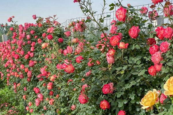 欧月的养殖要点，可使用园土、腐殖土和沙壤土混合后栽培