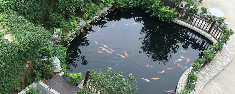 露天鱼池适合养什么鱼