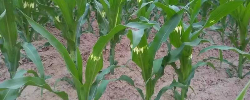 玉米肥害的原因