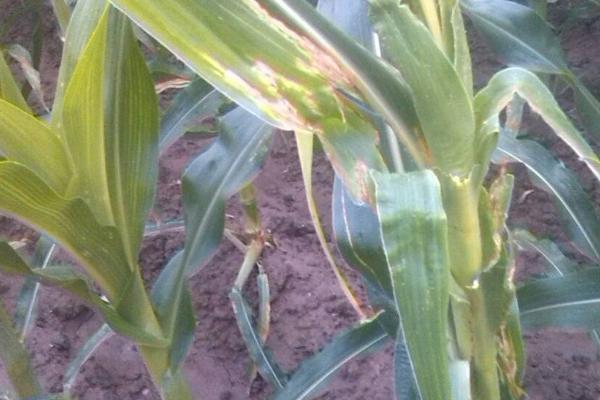 玉米肥害的原因，氮肥的含量超过15%会导致