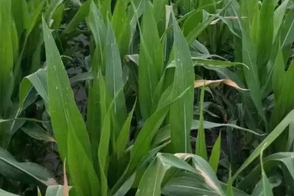 玉米肥害的原因，氮肥的含量超过15%会导致