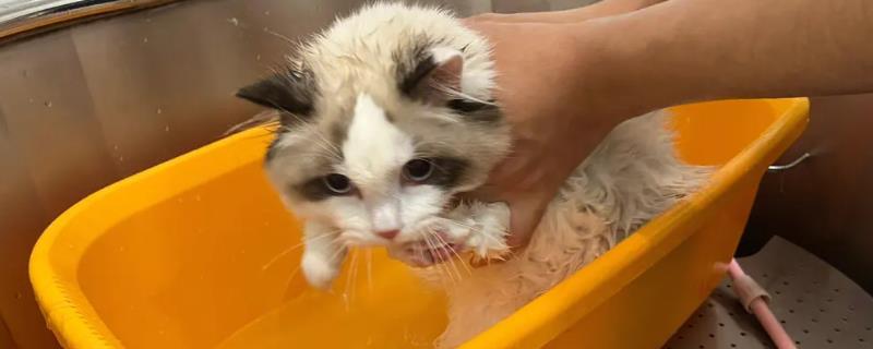 收养流浪猫的注意事项