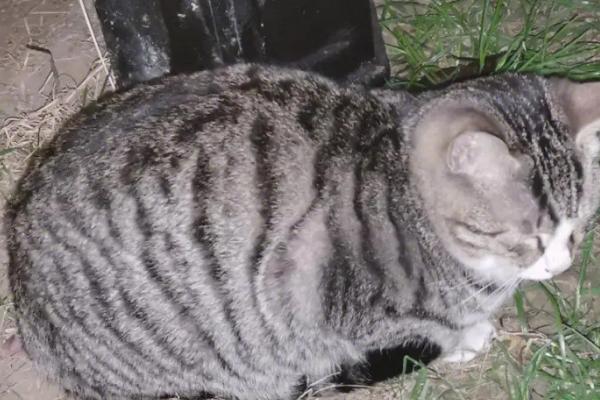 收养流浪猫的注意事项，洗澡驱虫、疫苗接种必不可少