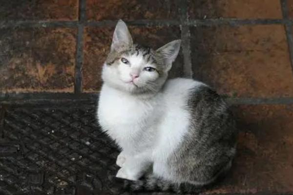 收养流浪猫的注意事项，洗澡驱虫、疫苗接种必不可少