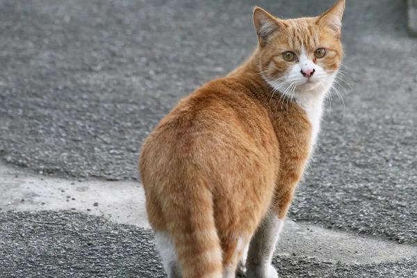 收养流浪猫的注意事项，洗澡驱虫、疫苗接种必不可少