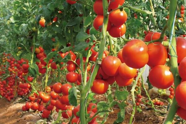 秋番茄的种植时间，一般在7月中下旬到8月上中旬播种