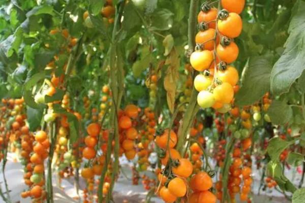 秋番茄的种植时间，一般在7月中下旬到8月上中旬播种