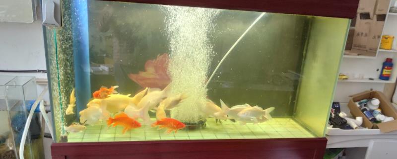 锦鲤增色的方法