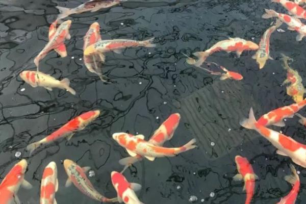 锦鲤增色的方法，可增加光照或添加饲料