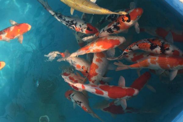 锦鲤增色的方法，可增加光照或添加饲料