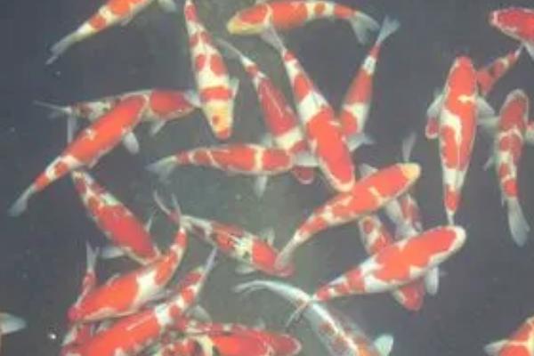 锦鲤增色的方法，可增加光照或添加饲料