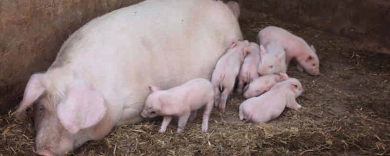 母猪总是怀不上怎么办