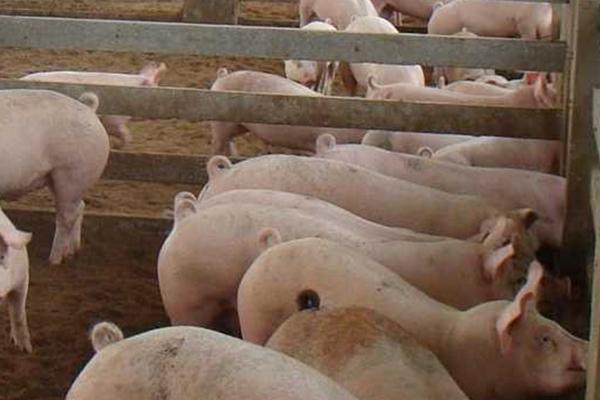 母猪总是怀不上怎么办，应注意饲料营养