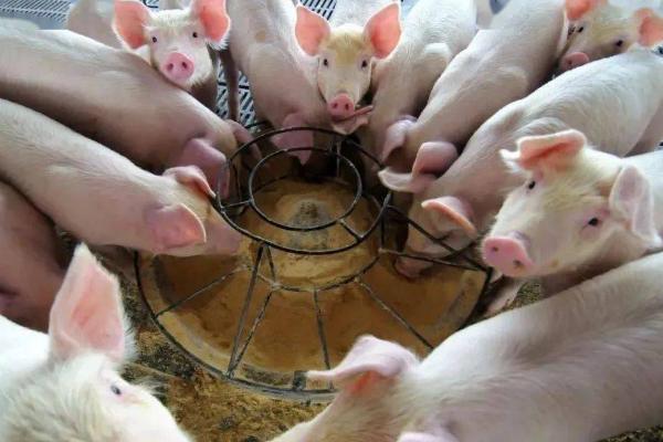 母猪总是怀不上怎么办，应注意饲料营养