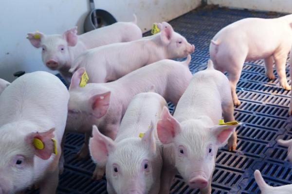 母猪总是怀不上怎么办，应注意饲料营养