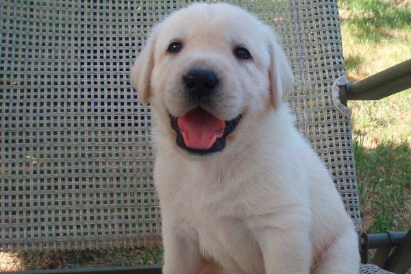 拉布拉多喂什么食物，出生2-3个月可饲喂切细的肉块