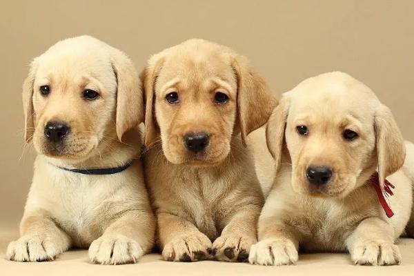 拉布拉多喂什么食物，出生2-3个月可饲喂切细的肉块