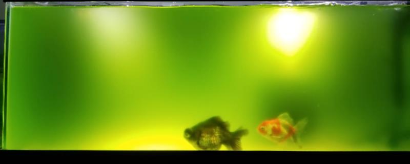 鱼缸水总是变绿如何处理