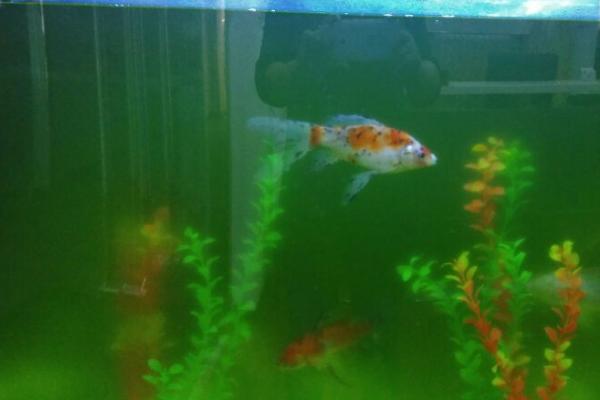 鱼缸水总是变绿如何处理，可勤换水、定期清理缸内的鱼食残渣