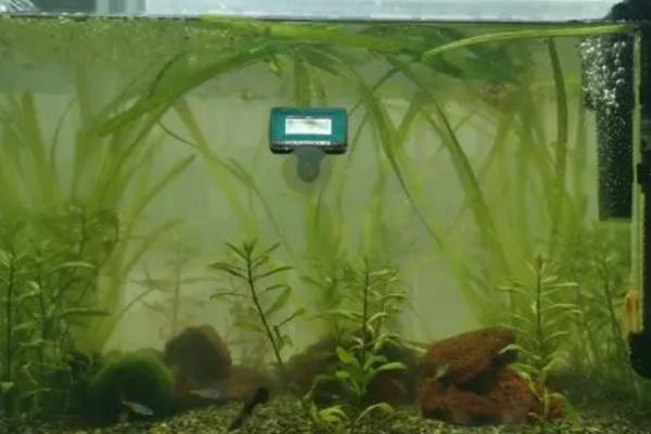 鱼缸水总是变绿如何处理，可勤换水、定期清理缸内的鱼食残渣