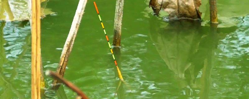 小鱼闹窝应该如何调漂