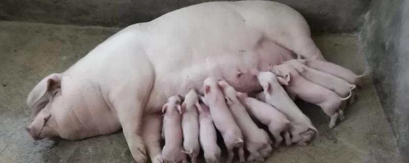 怎么给断奶母猪喂料