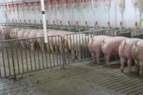 怎么给断奶母猪喂料，每天早上8点、傍晚6点各投喂一次