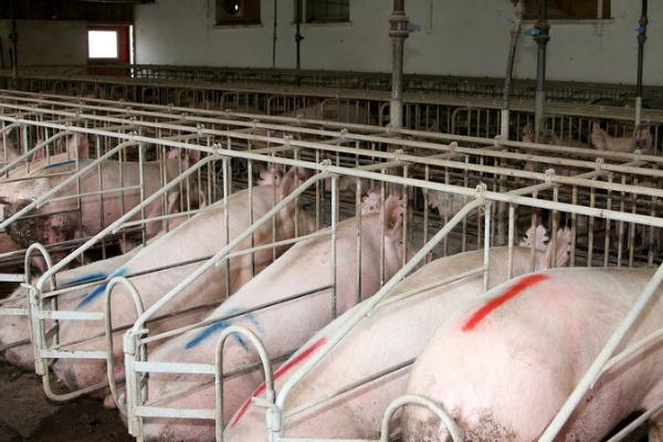 怎么给断奶母猪喂料，每天早上8点、傍晚6点各投喂一次