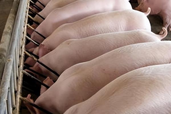 怎么给断奶母猪喂料，每天早上8点、傍晚6点各投喂一次