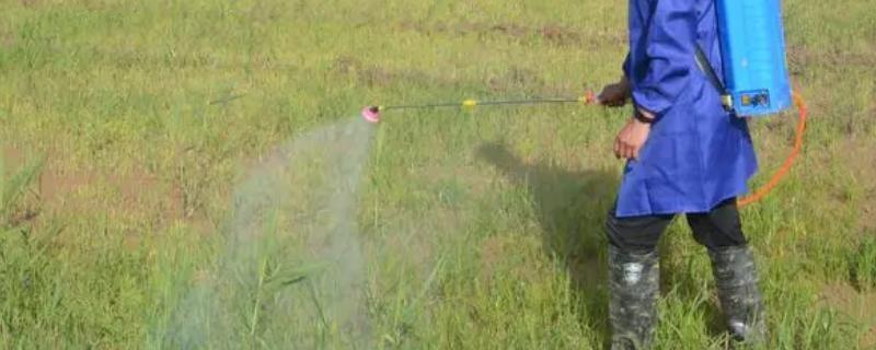 什么除草剂对稗草有特效