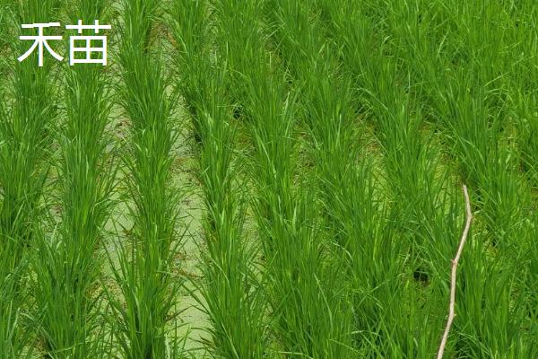 什么除草剂对稗草有特效，包括双草醚、二氯喹啉酸等药物