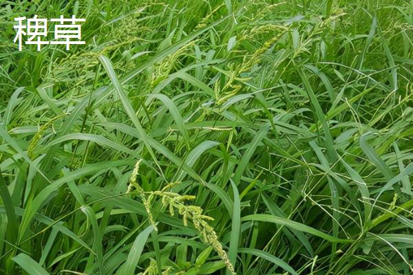 什么除草剂对稗草有特效，包括双草醚、二氯喹啉酸等药物