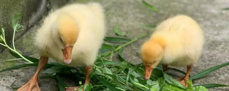 鹅多长时间才能长齐毛