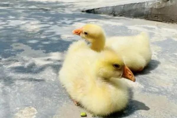 鹅多长时间才能长齐毛，大约需要3个月