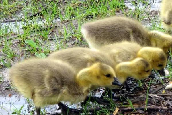 鹅多长时间才能长齐毛，大约需要3个月