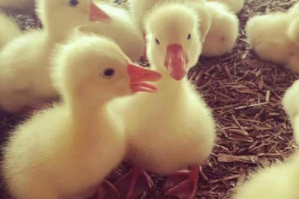 鹅多长时间才能长齐毛，大约需要3个月