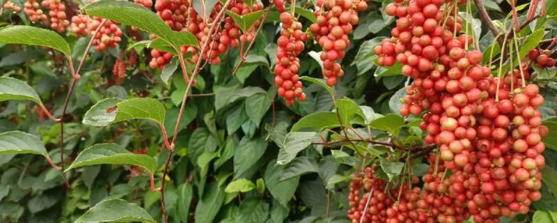 如何防治五味子日灼病