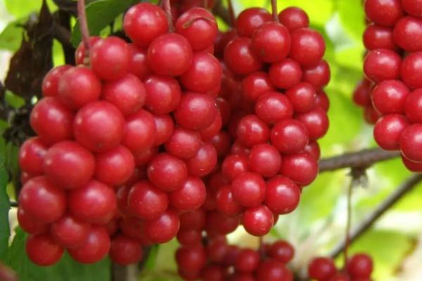 如何防治五味子日灼病，高温天气采取冷凉喷灌等措施可避免发病