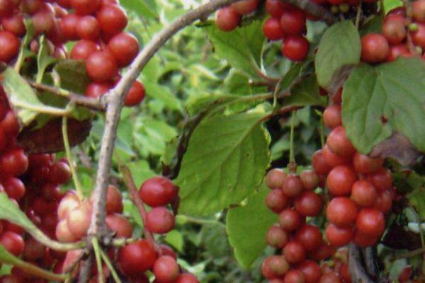 如何防治五味子日灼病，高温天气采取冷凉喷灌等措施可避免发病